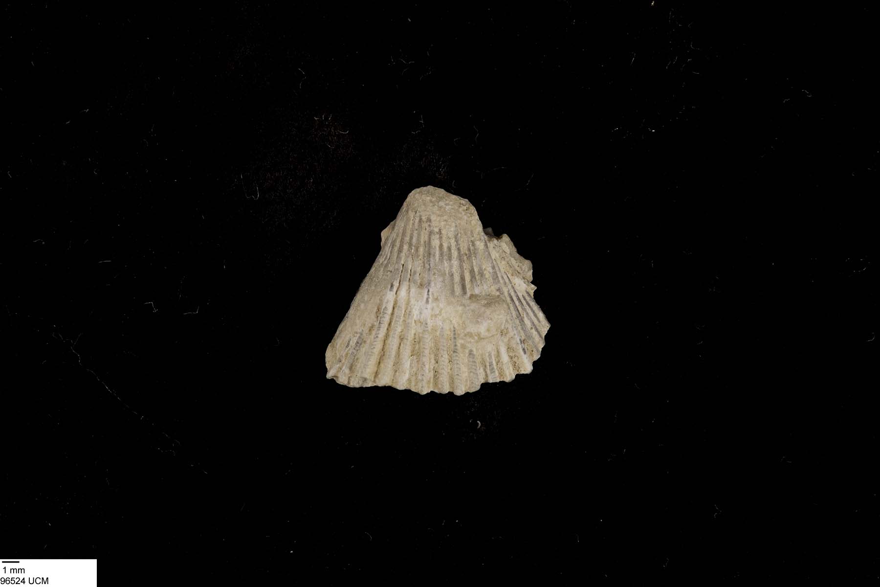 Pecten image