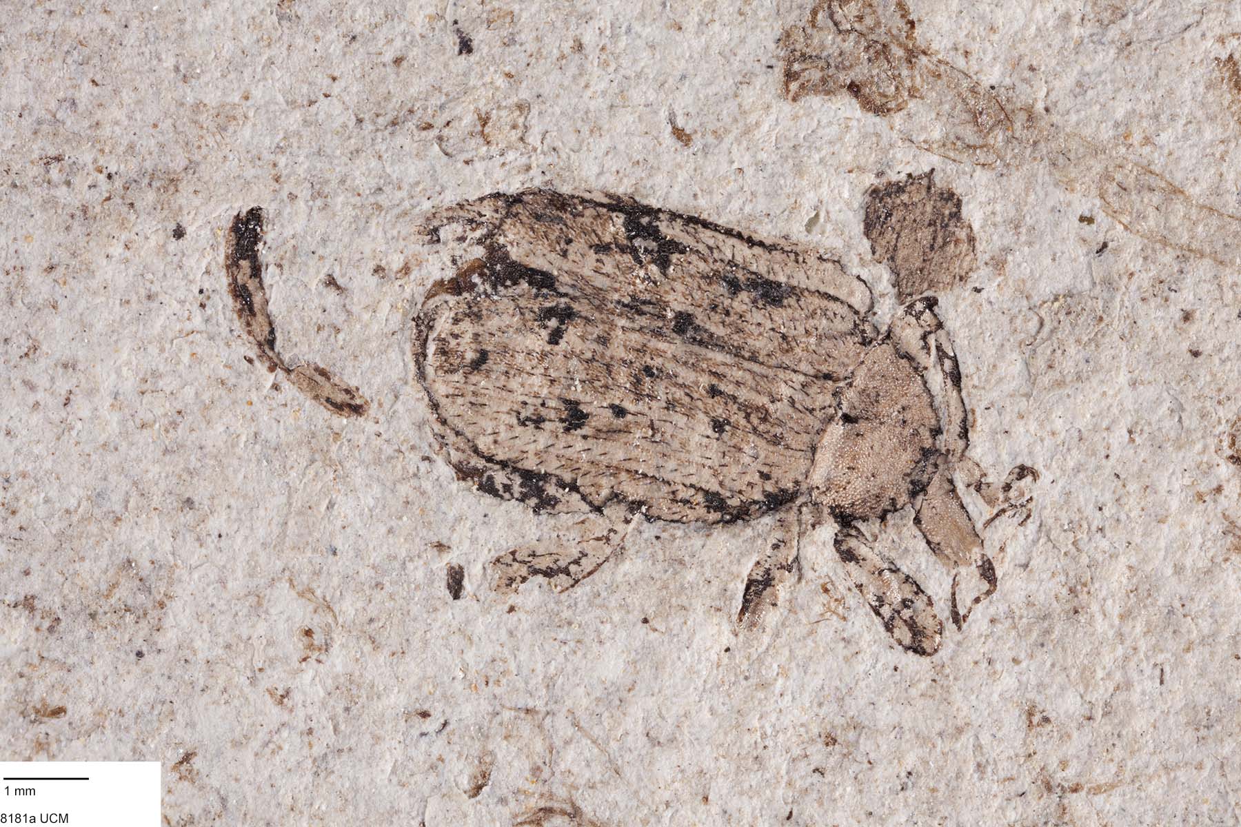 Geralophus lassatus image