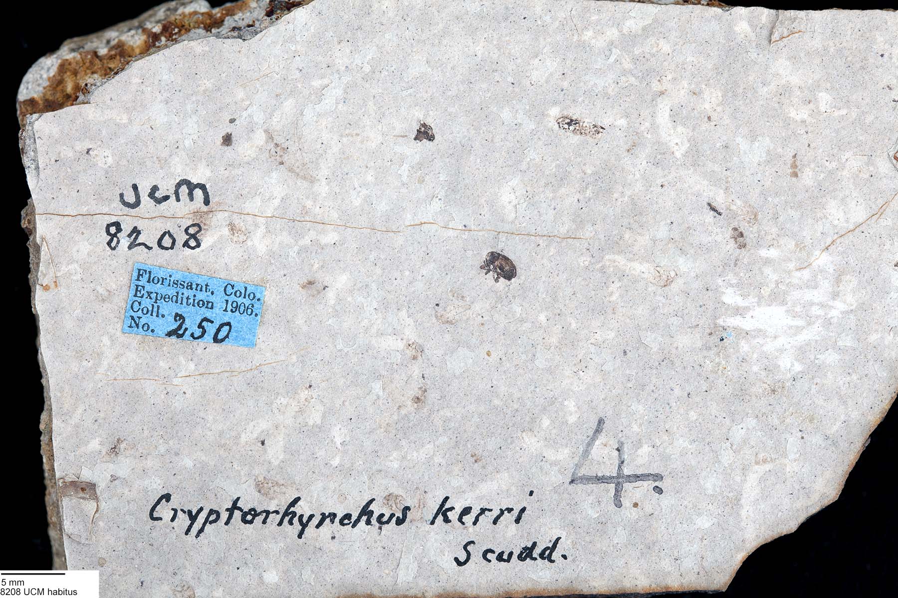 Cryptorhynchus image