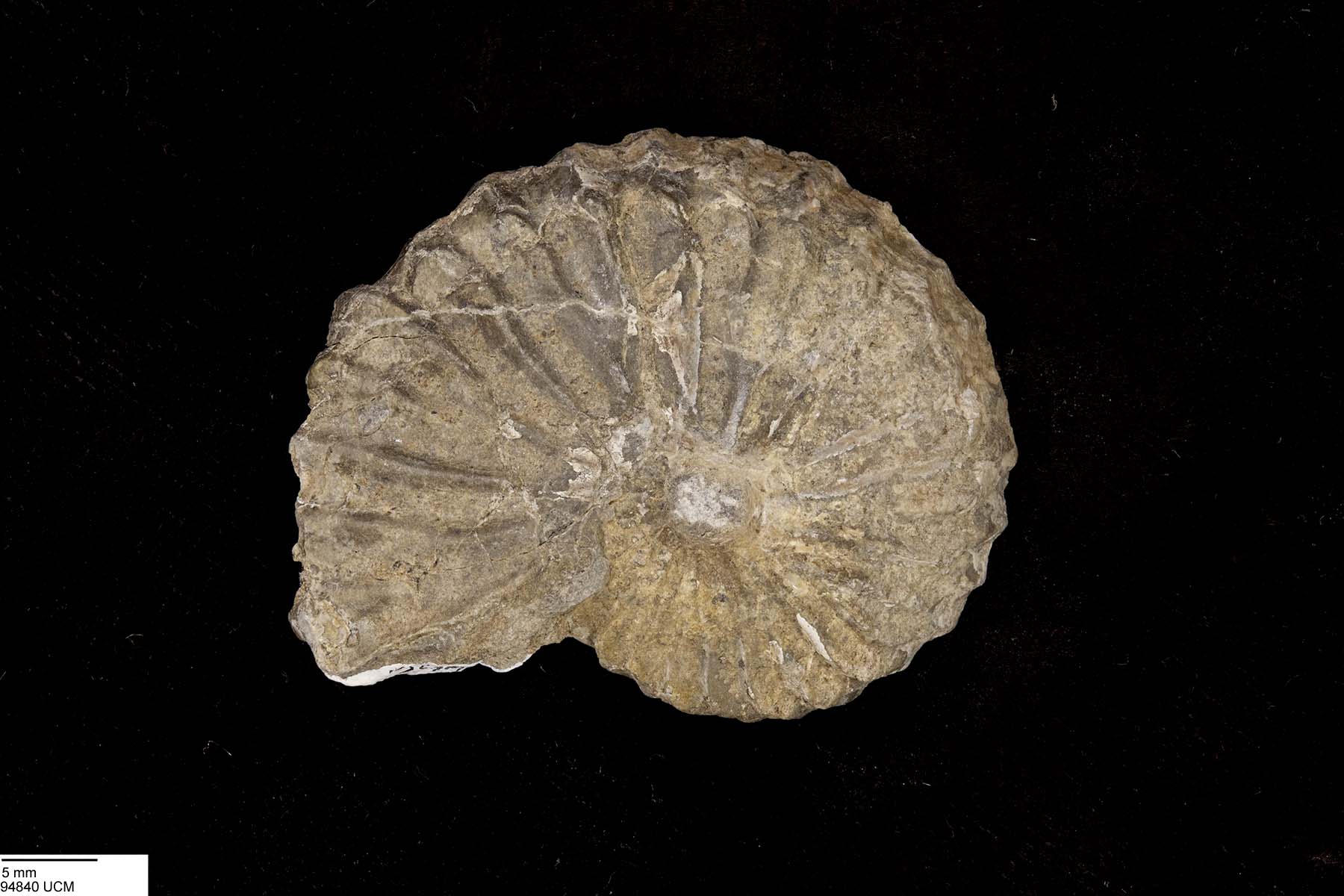 Neogastroplites americanus image