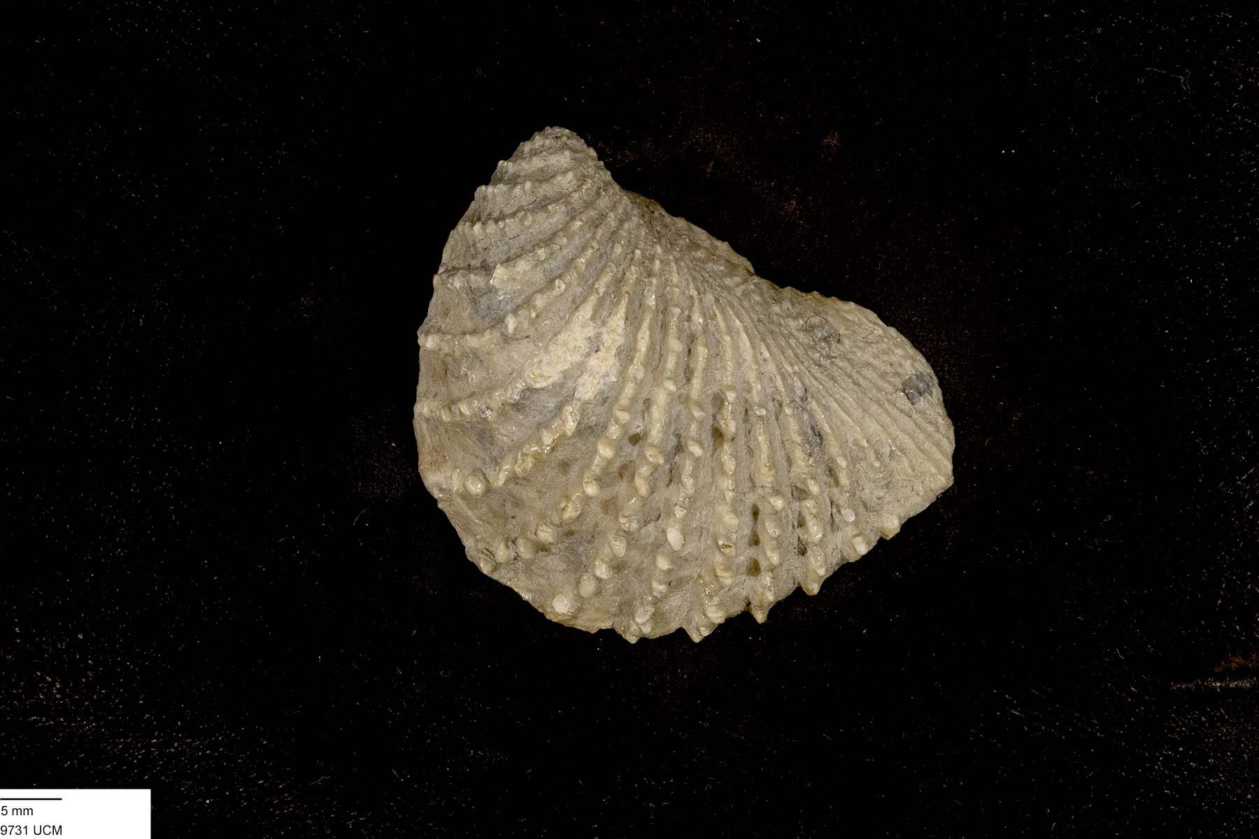 Pterotrigoniidae image