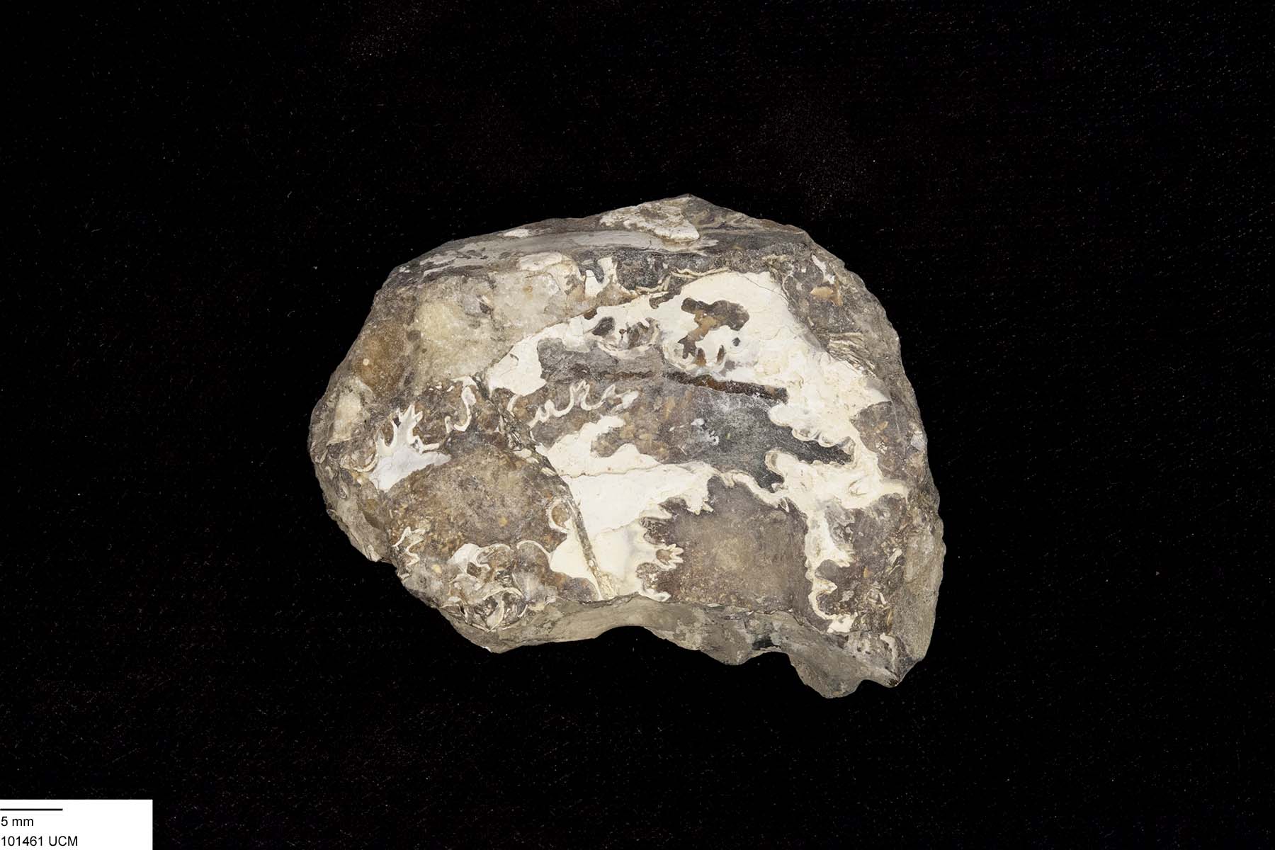 Plesiacanthoceras image