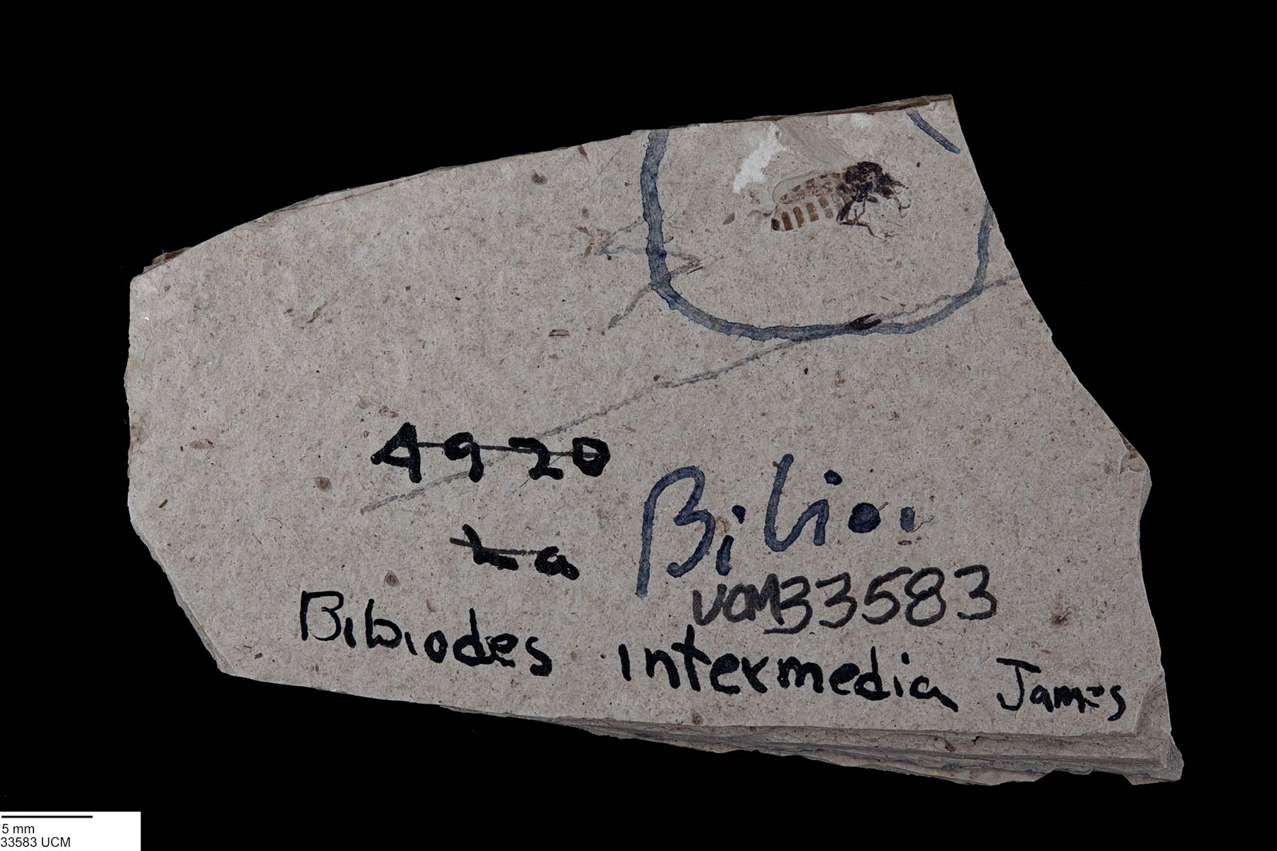 Bibiodes image