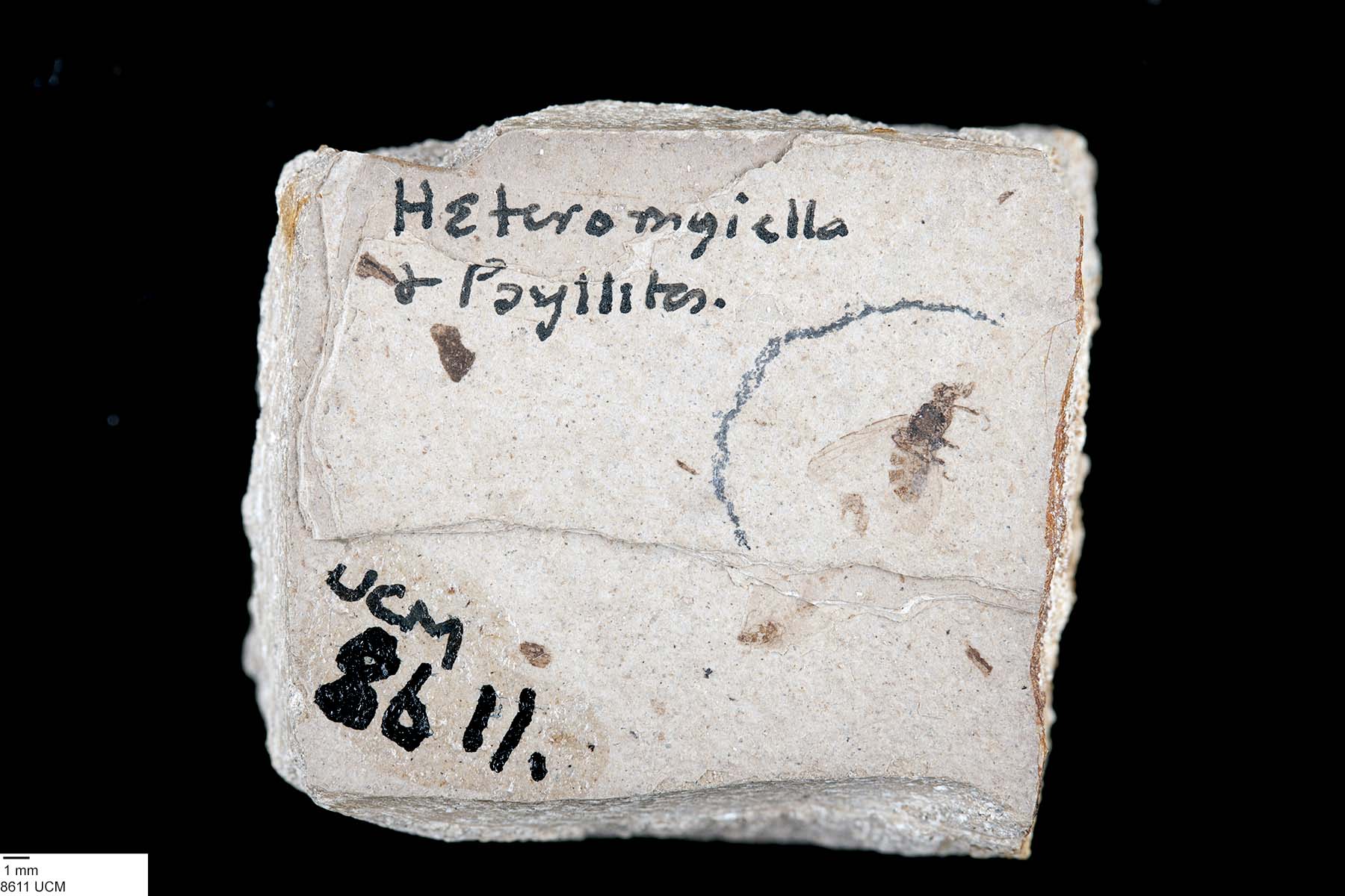 Heleomyzidae image