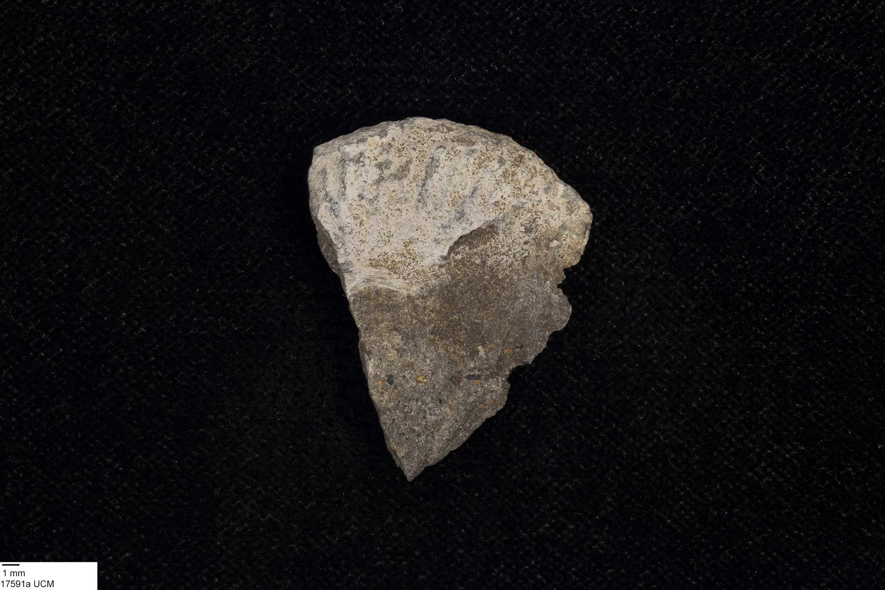 Discoscaphites conradi image