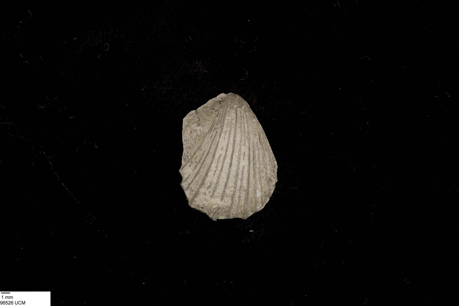 Pecten image