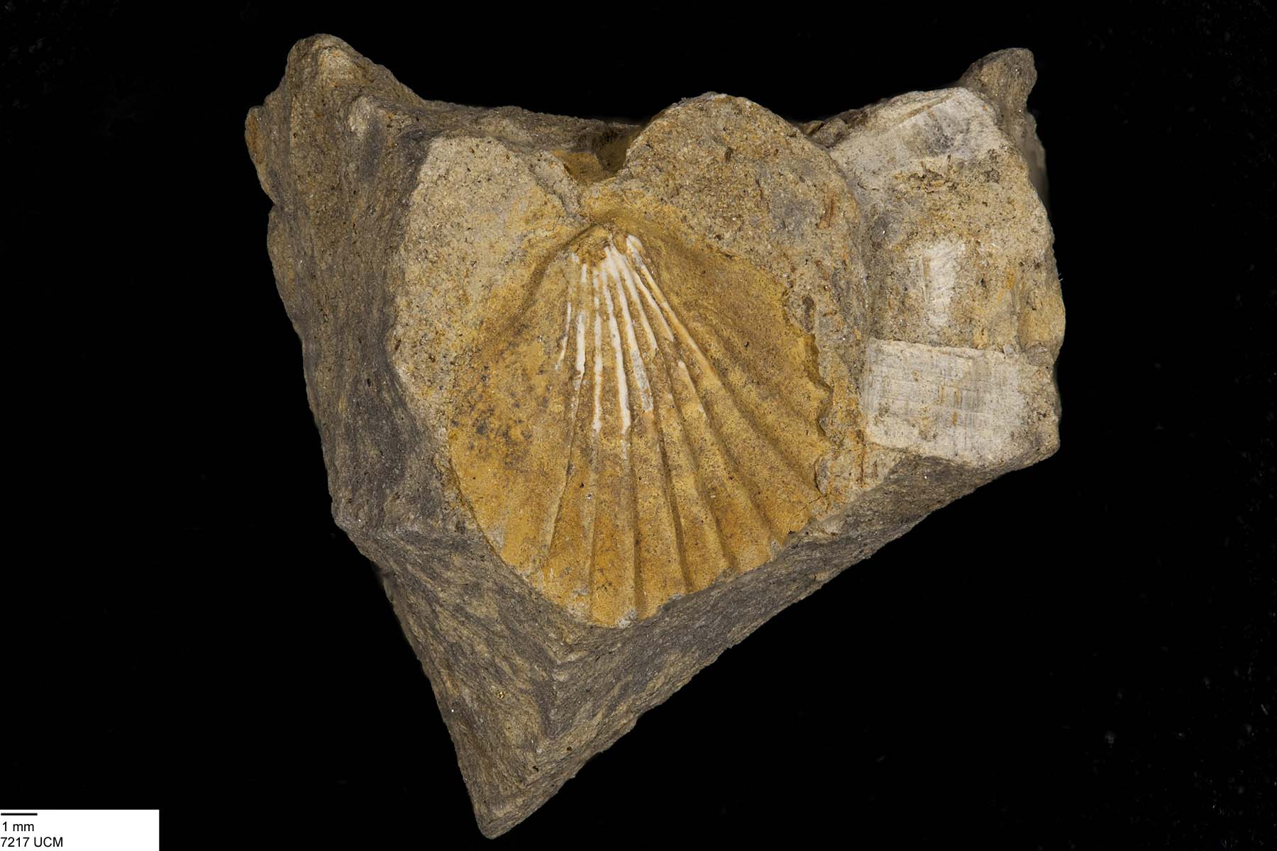 Chlamys nebrascensis image