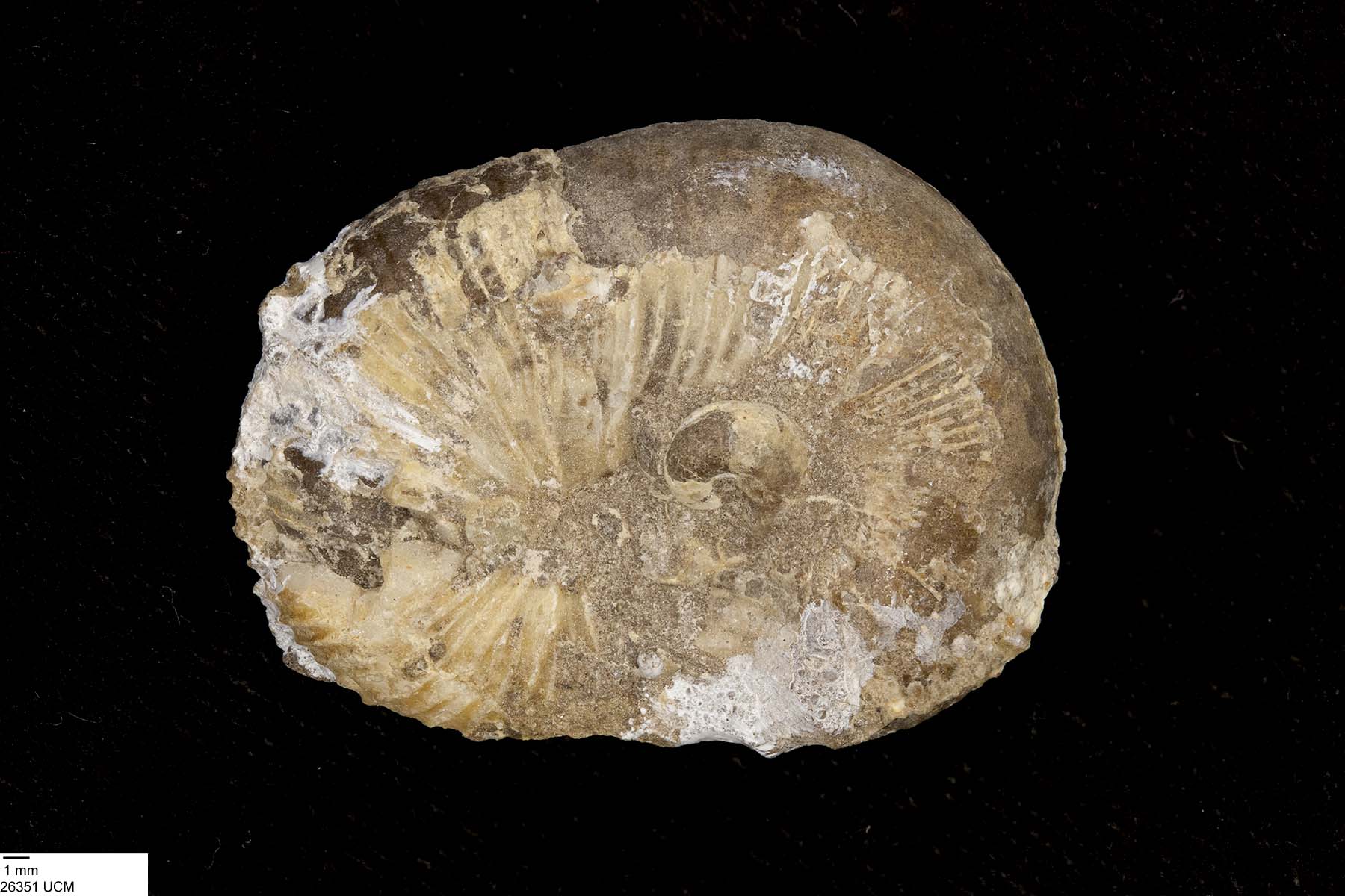 Scaphites whitfieldi image