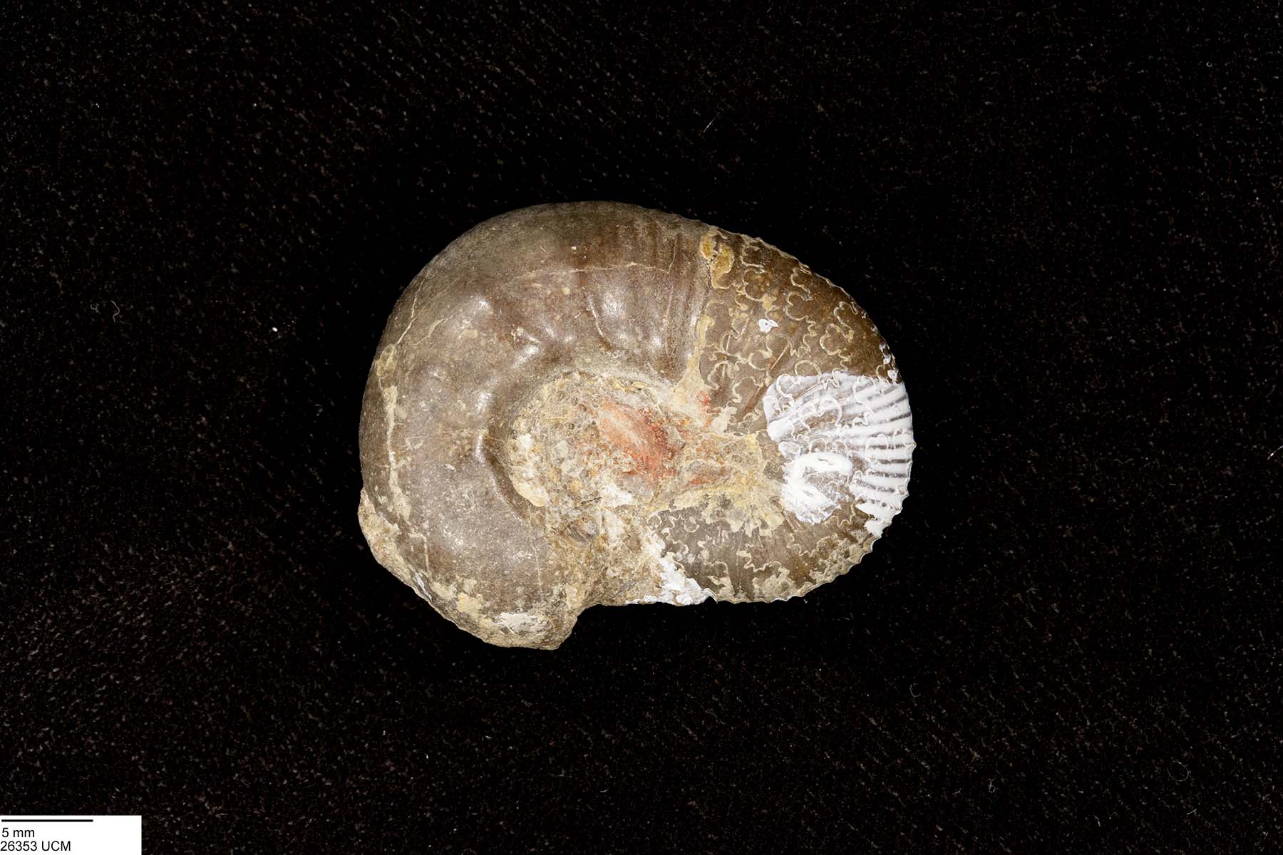 Scaphites whitfieldi image