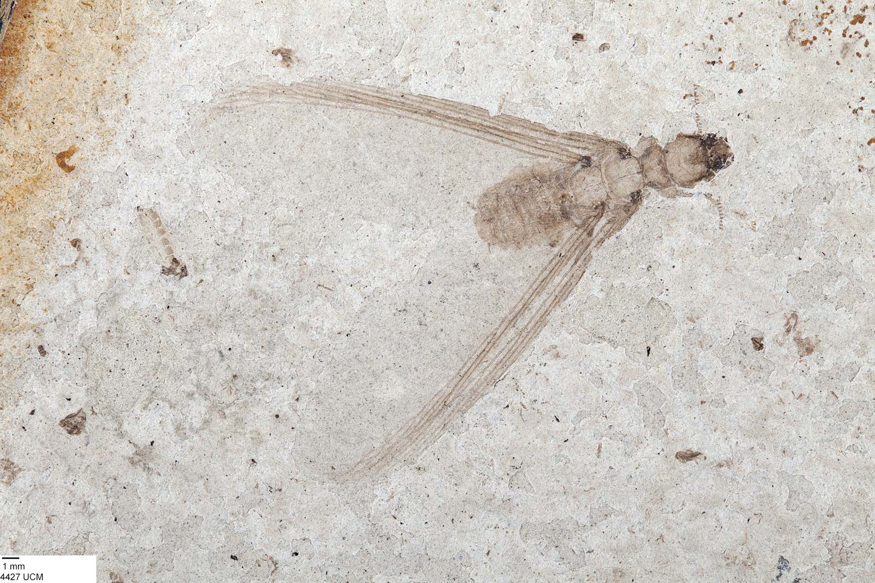 Archotermopsidae image