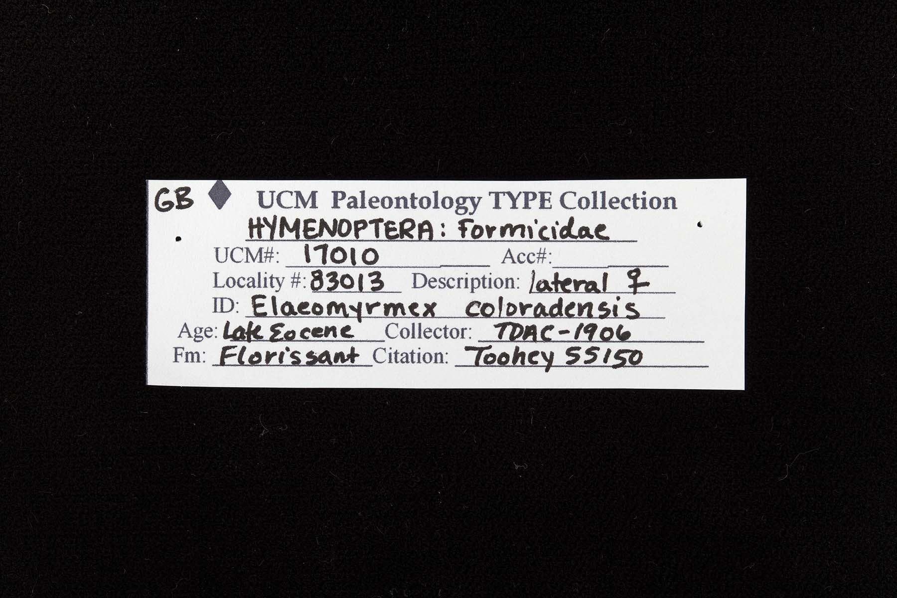 Elaeomyrmex coloradensis image