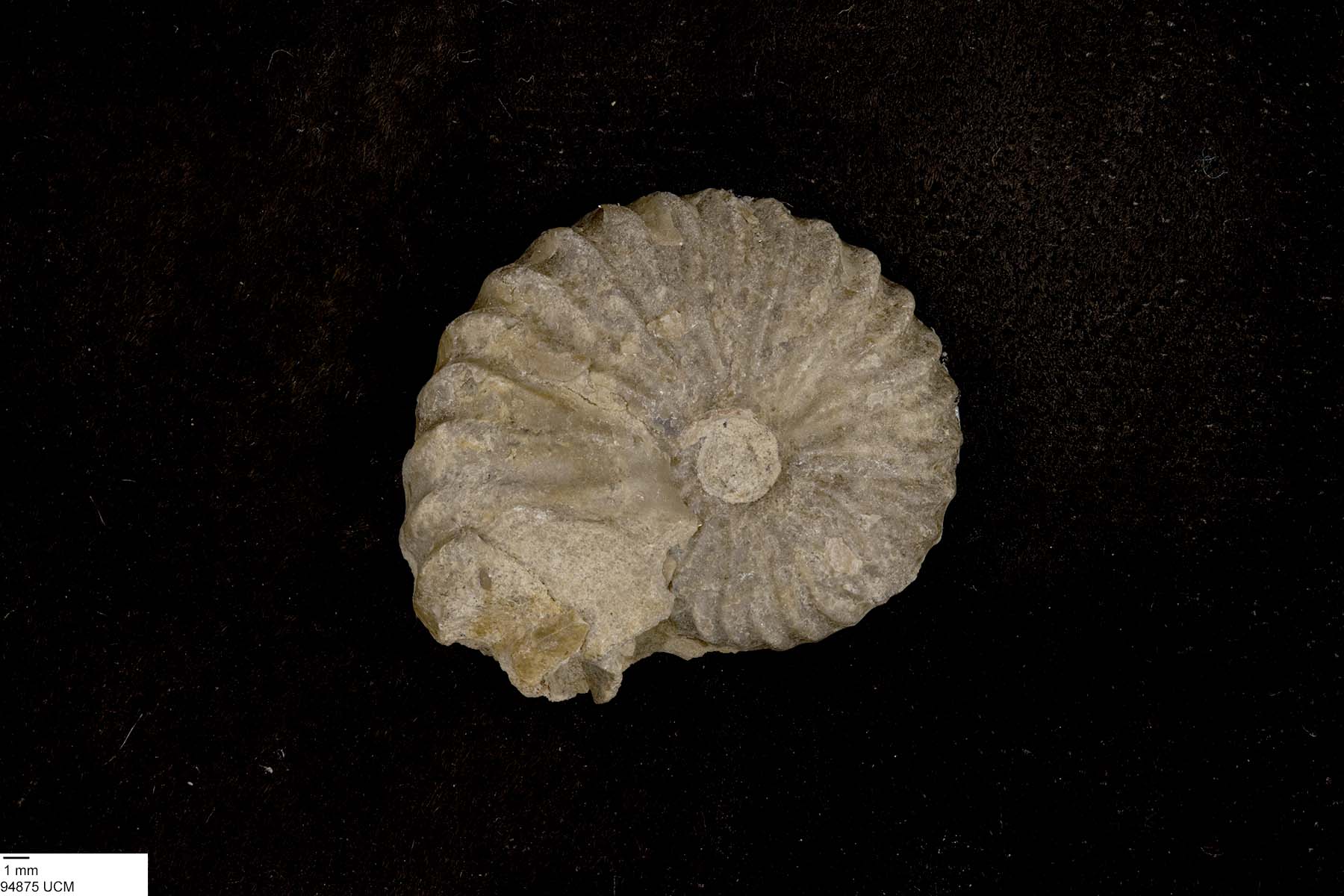 Neogastroplites americanus image