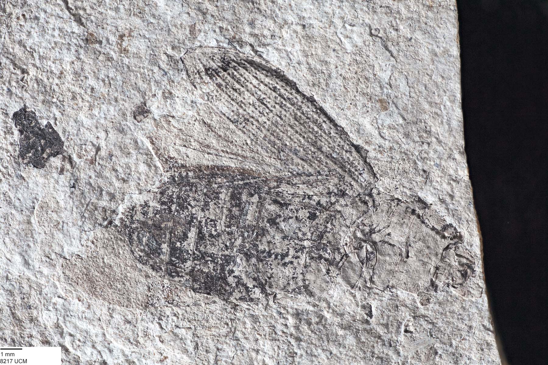 Syndesinae image