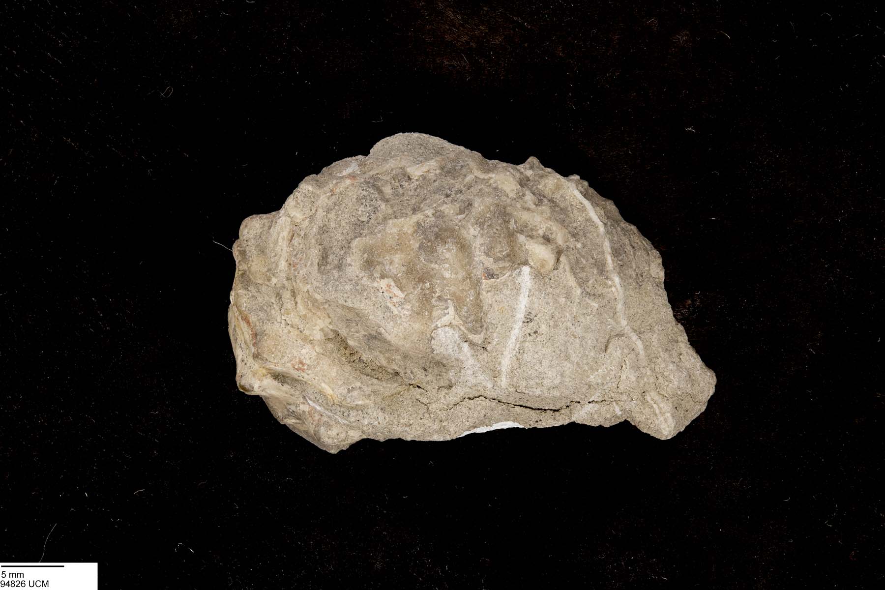 Neogastroplites americanus image