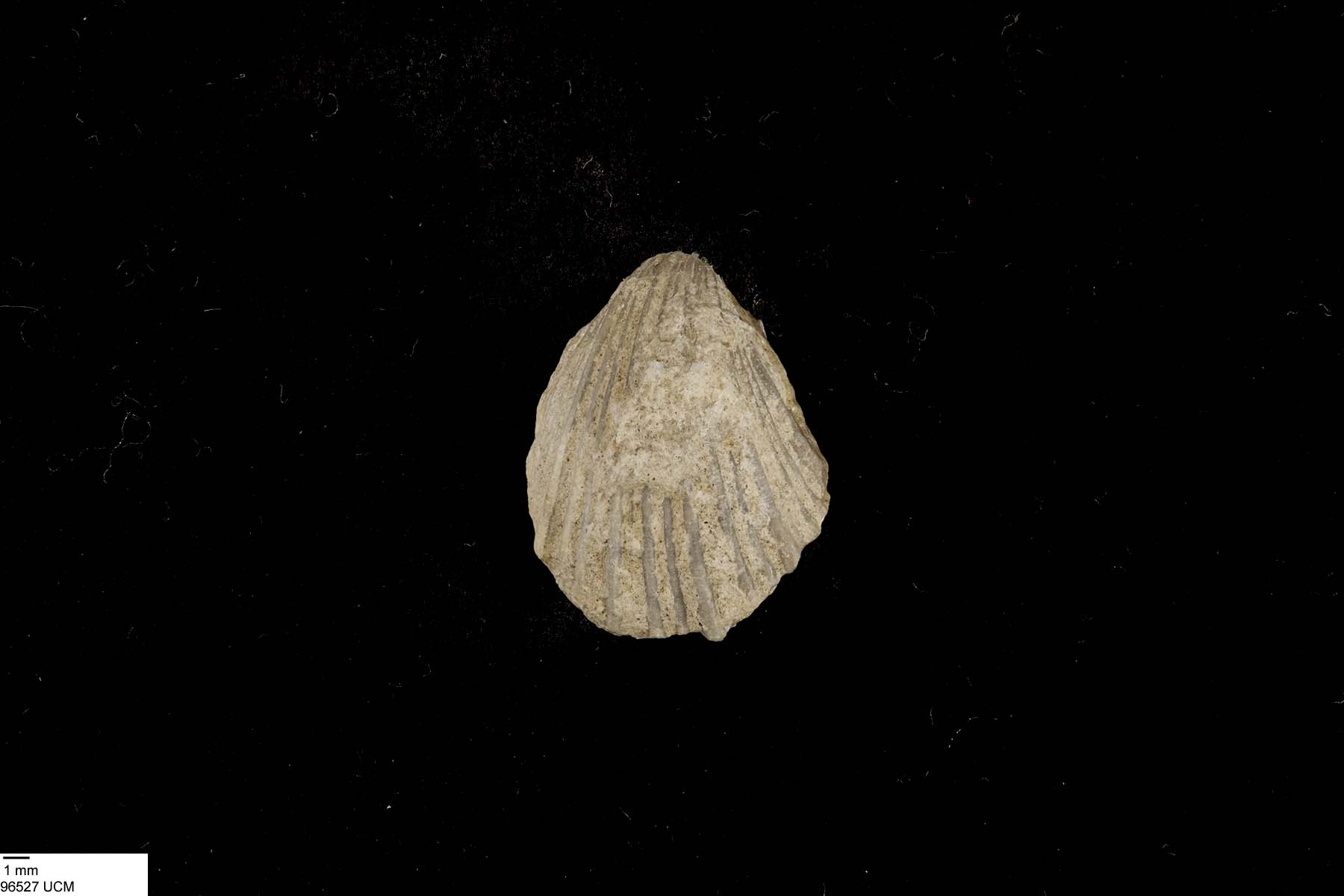 Pecten phoeniciensis image