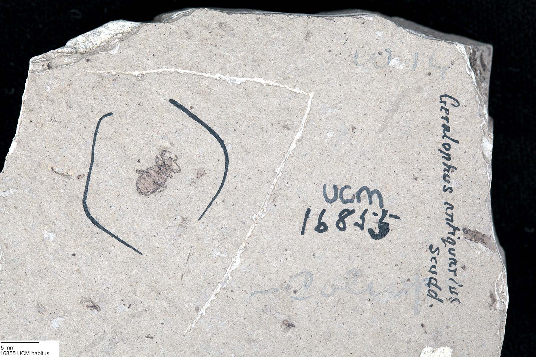 Geralophus antiquarius image
