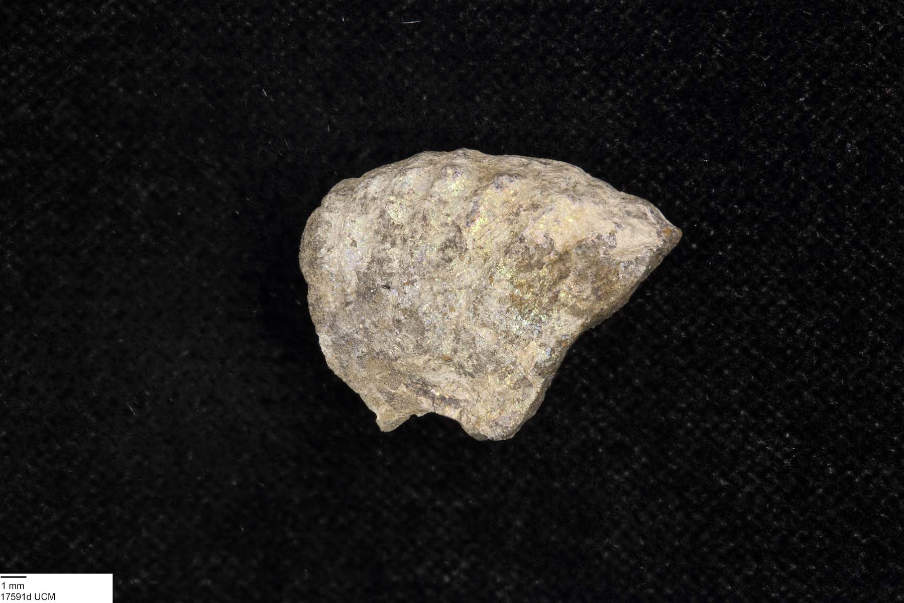 Discoscaphites conradi image