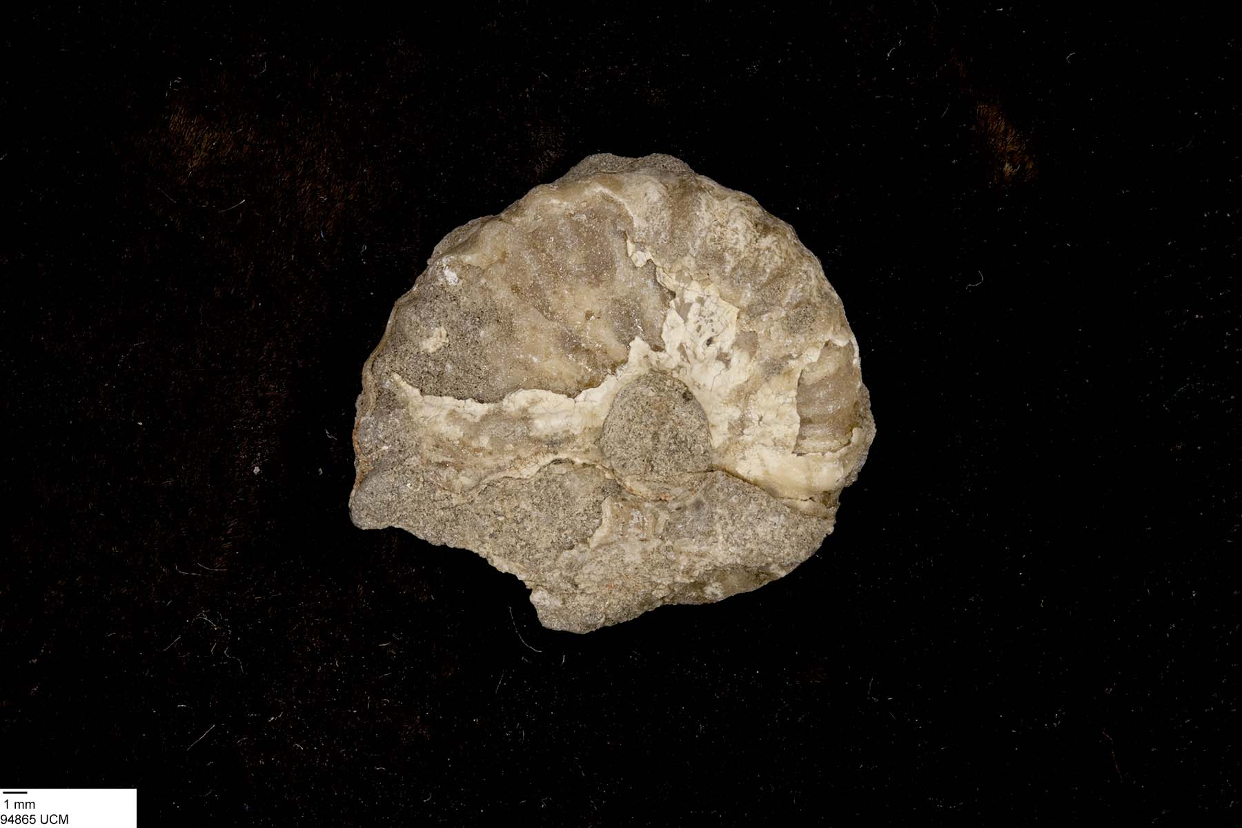 Neogastroplites image