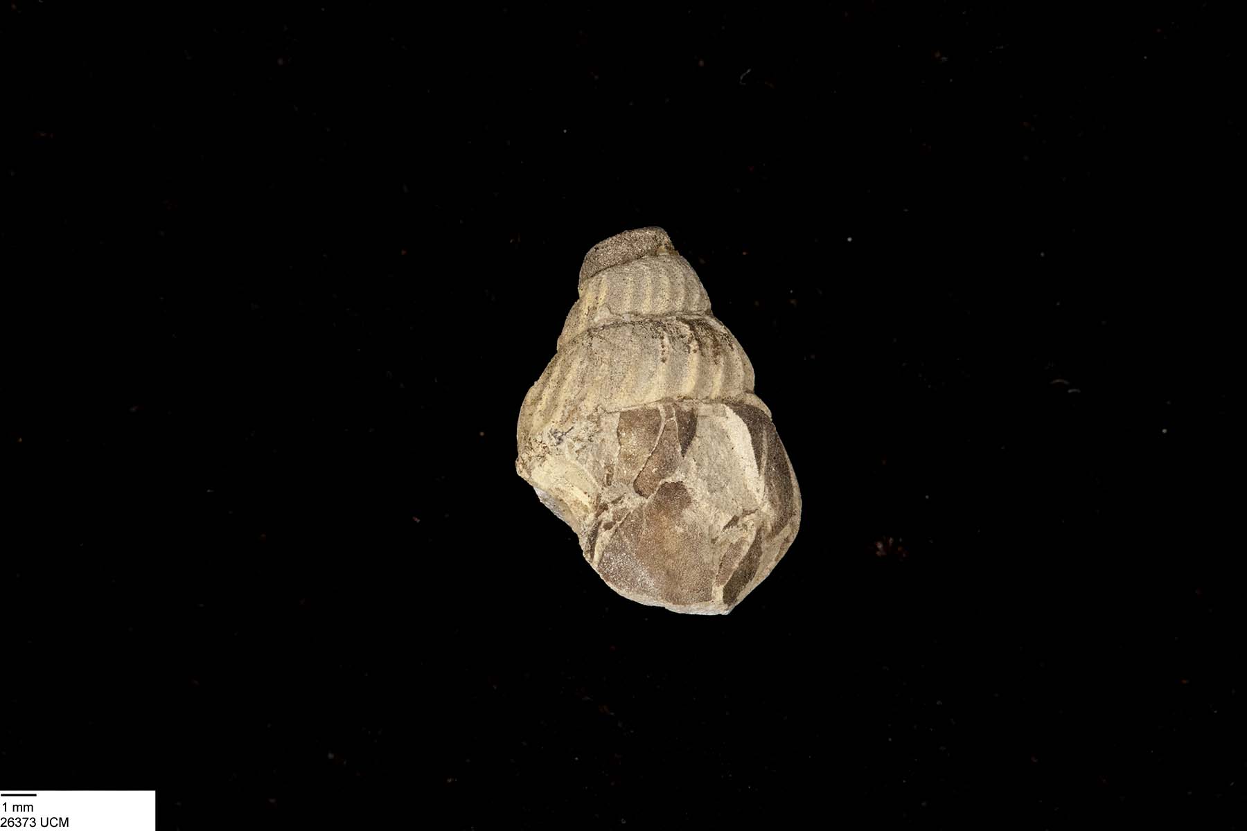 Goniobasis leedsensis image