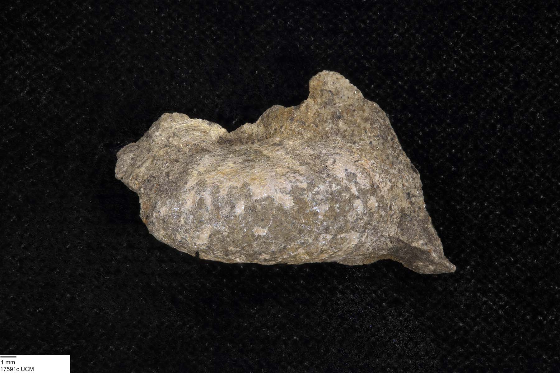 Discoscaphites image