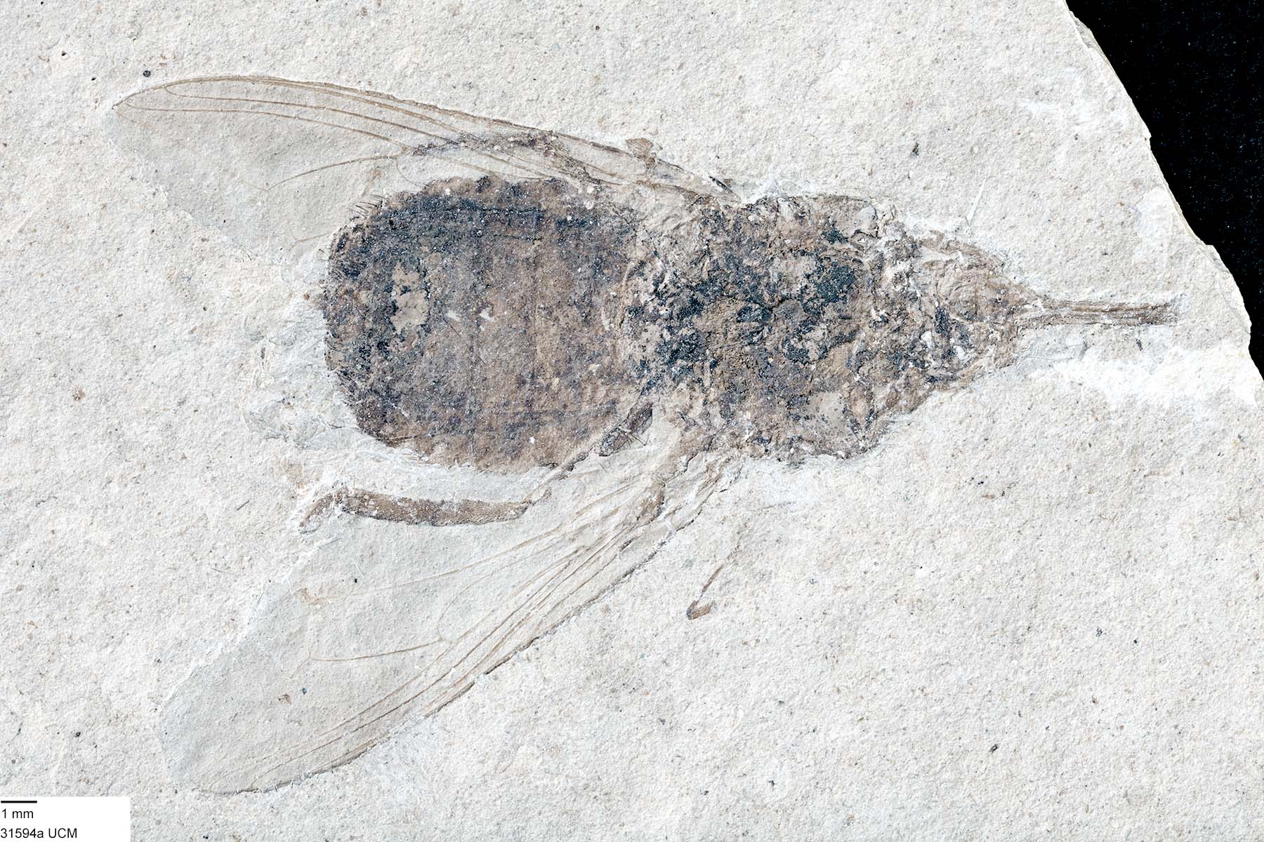 Glossina oligocena image