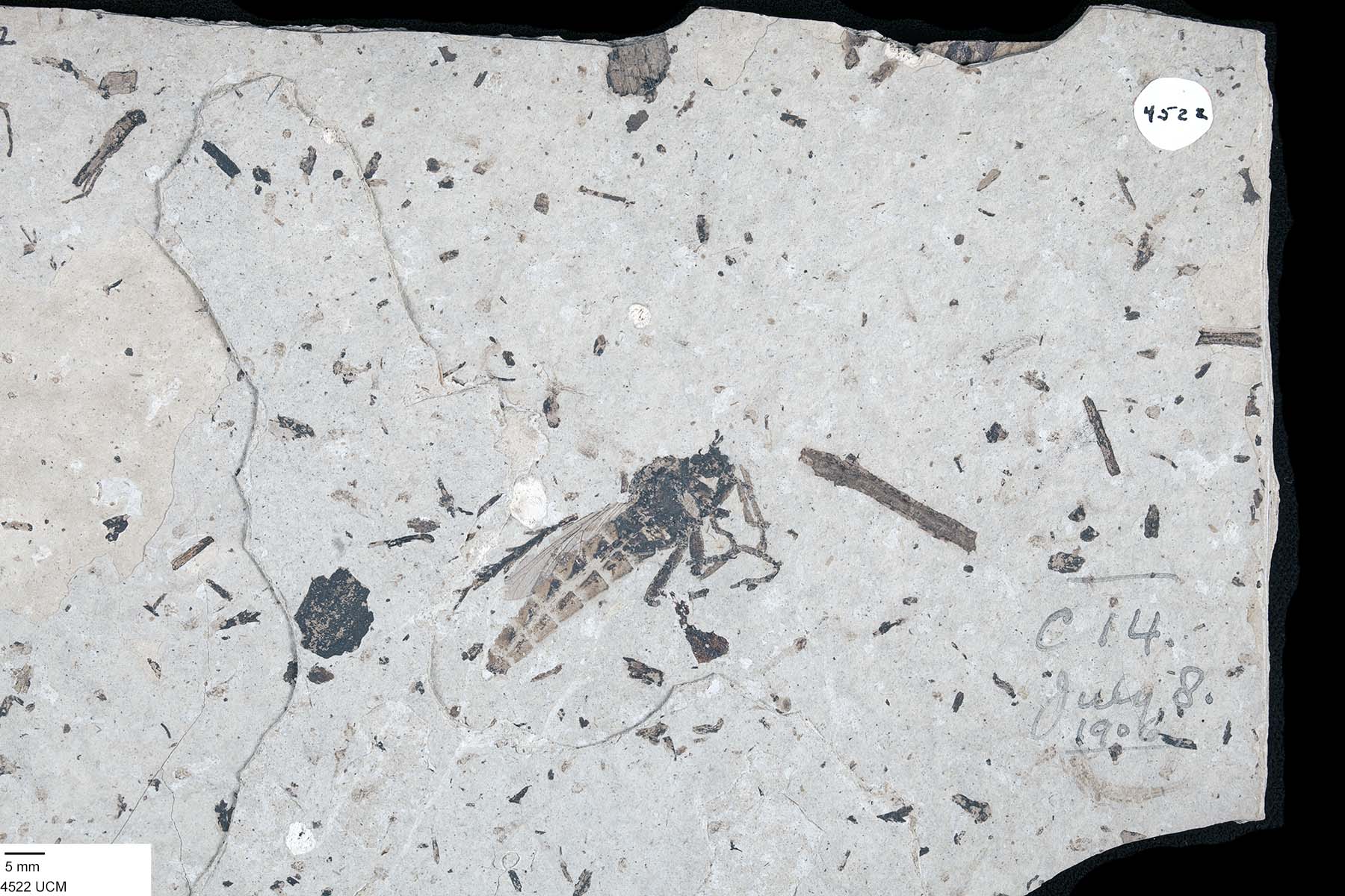 Microstylum wheeleri image