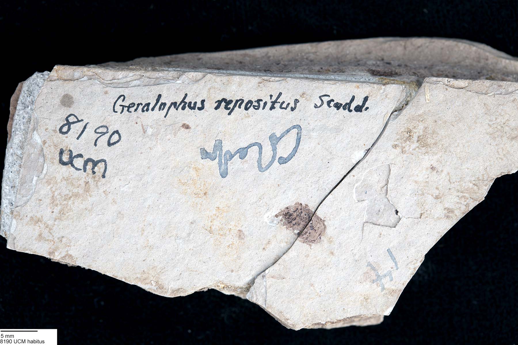 Geralophus repositus image